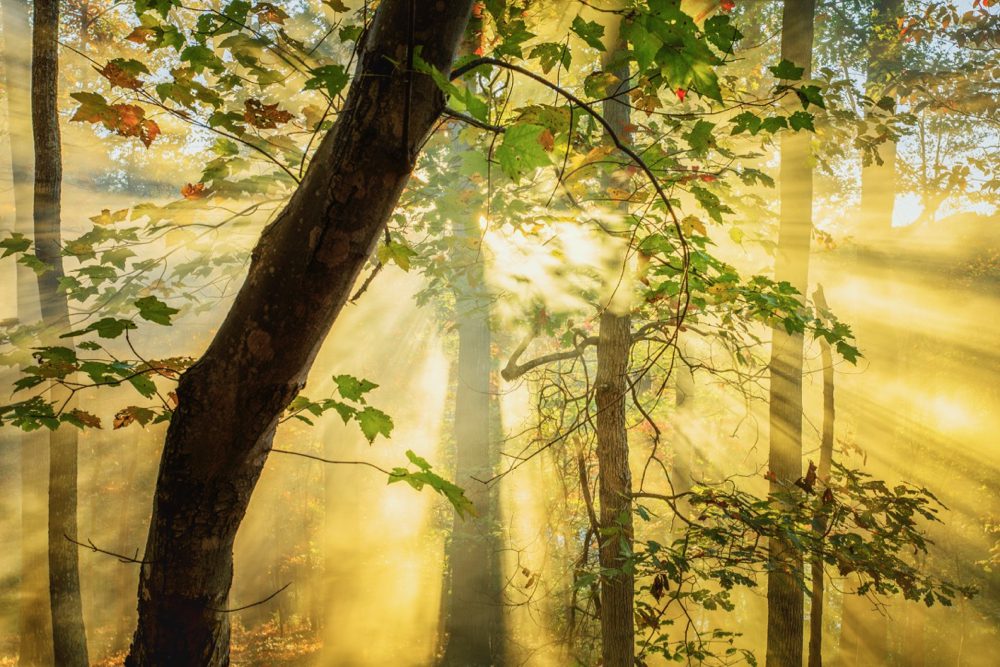 Forest--Beauty-1779190258.jpg