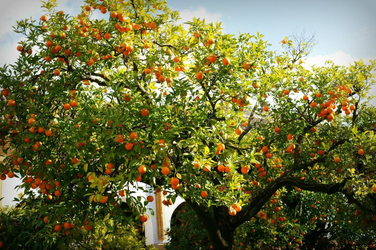 In-the-orange-tree-1781434697.jpg