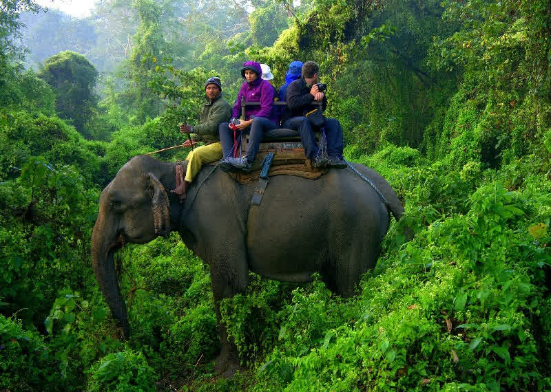 Jungle Safari in Nepal